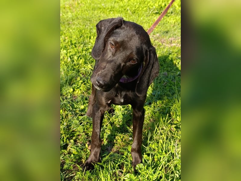 Luna ❤️ fröhliches, aktives Hundemädchen