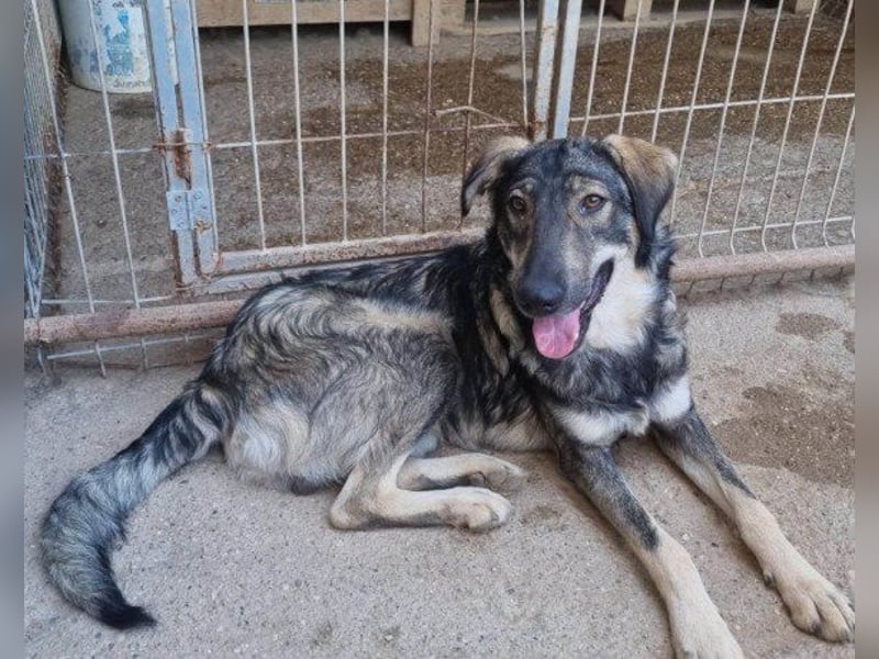 Mili-HSH-Rüde: braucht Liebe & Vertrauen