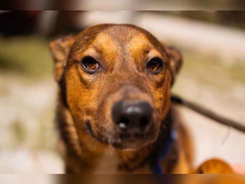 HUGO❤️wer zeigt diesem liebenswerten Charmeur, wie sich Zuhause anfühlt?