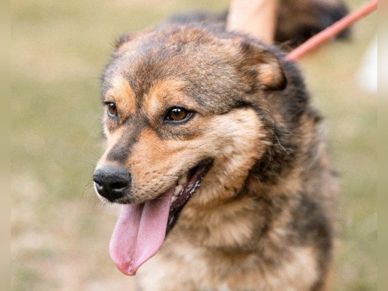 Lizzy - zukünftige Spaziergänge zu zweit