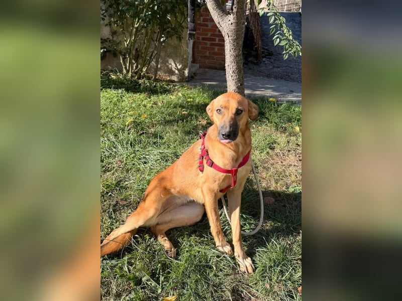 LISA❤️sanfte Seele sucht ihr Familienglück