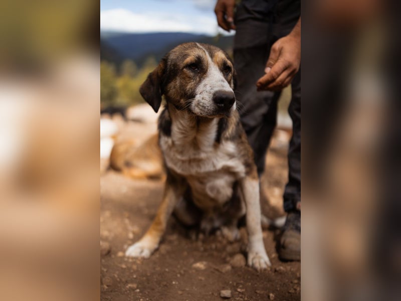 Prachtbursche Pero - ein toller Familienhund sozial, klug, lieb
