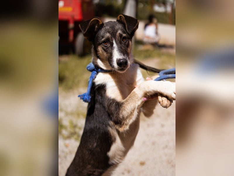 ♥ Smila ♥ kinder- und katzenliebe Hündin erwartet euch bereits in 22529 Hamburg