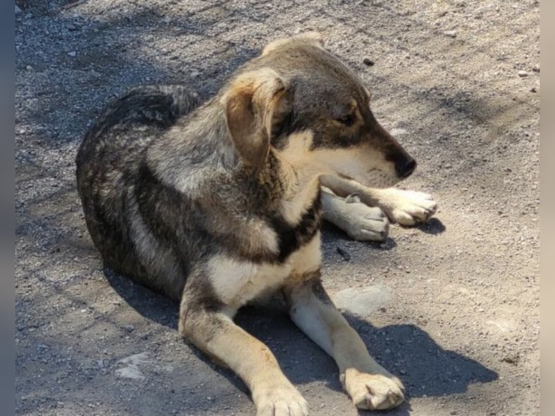 Lebensfrohe ♥ Pika ♥ sucht ihre treuen Menschen