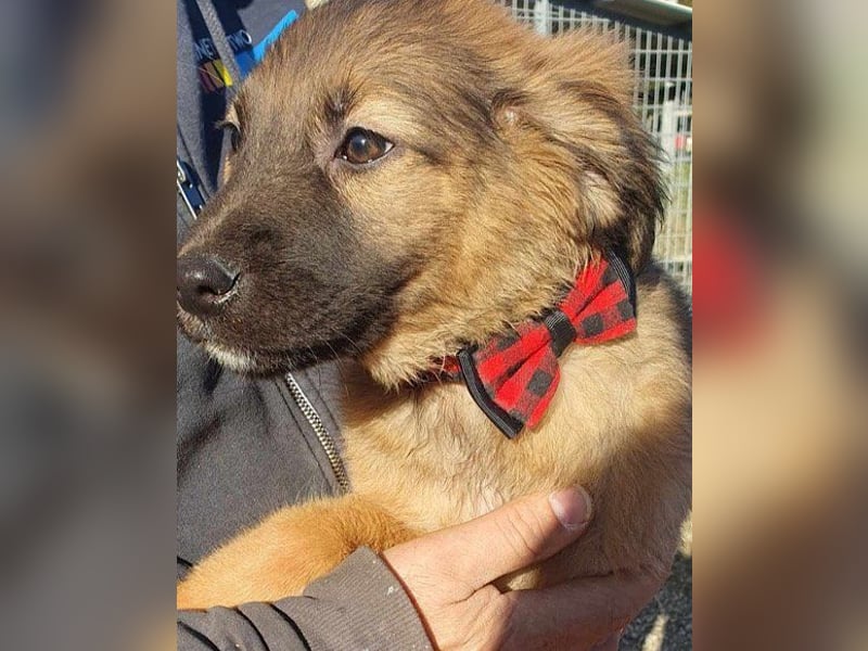 Schüchterne Crissi - braucht Liebe und Halt