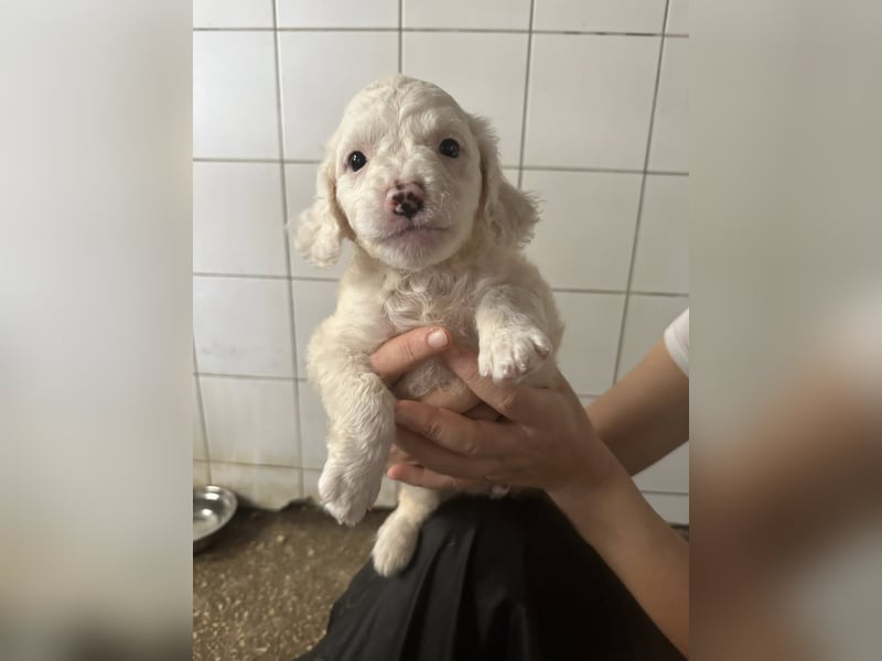 Welpenmädel CURLY wünscht sich ein liebevolles Daheim