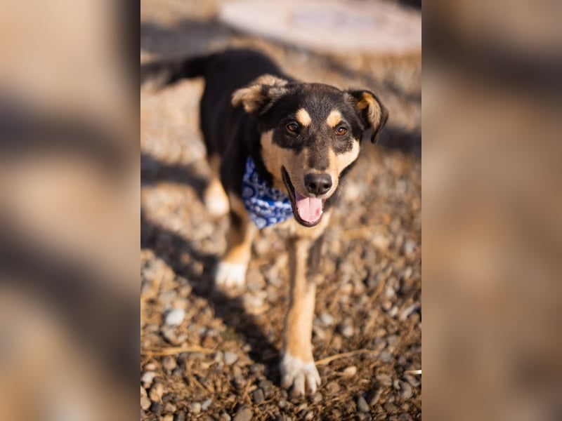 Norio ❤️ kuschliger, verspielter junger Hundebub