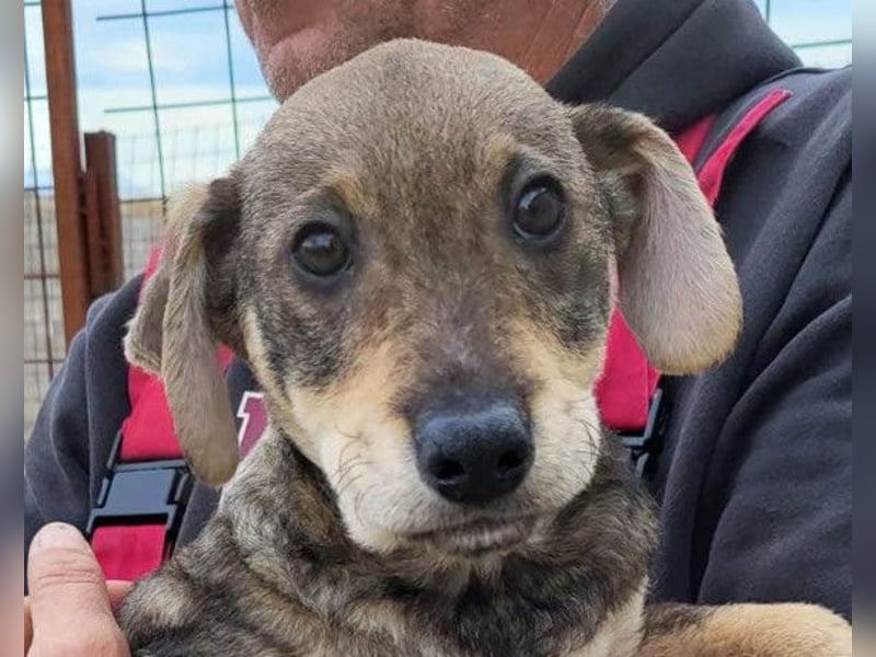 Lebensfrohe ♥ Pika ♥ sucht ihre treuen Menschen