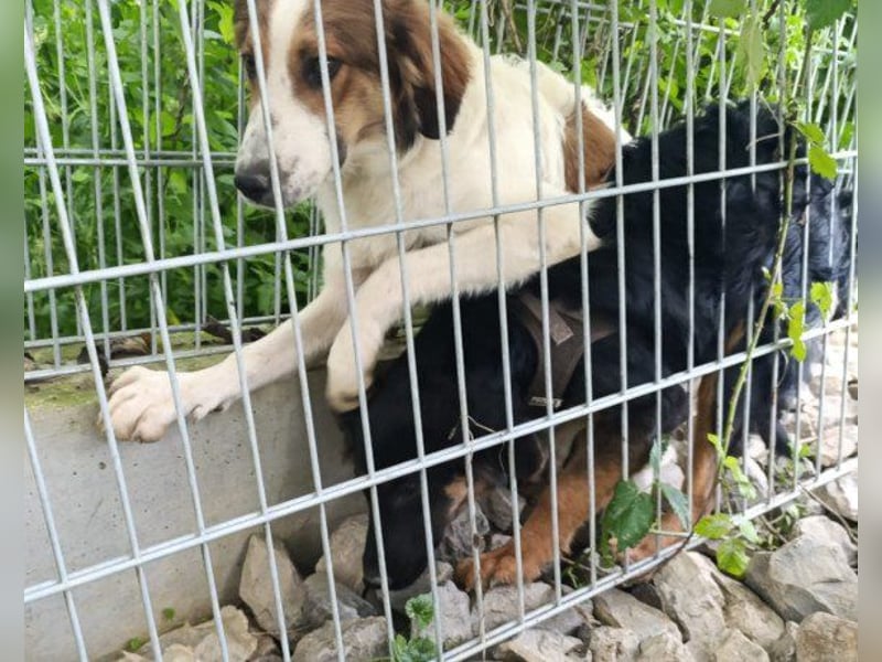 Kleine schüchterne Vaiana sucht Liebe, Vertrauen und Treue