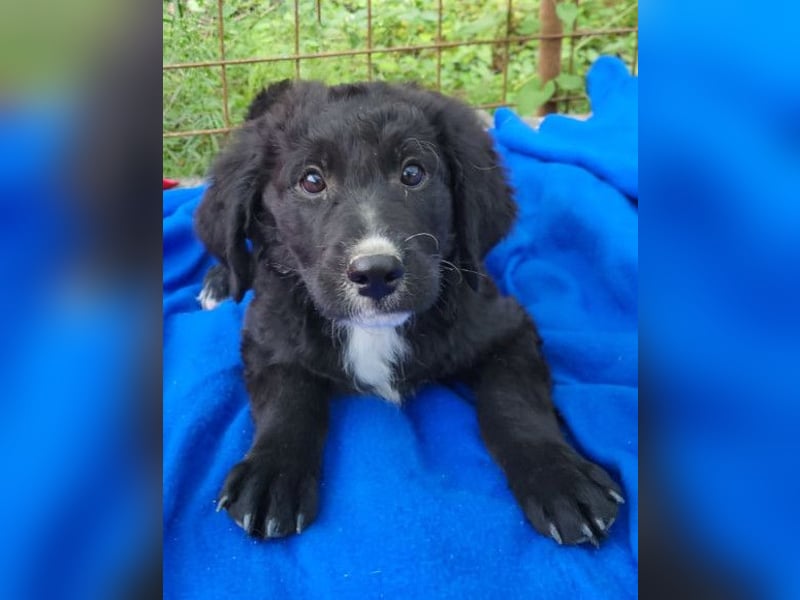 Rudi ❤️ verspielter, lieber Welpenbub! Rudi ❤️ verspielter, lieber Welpenbub!