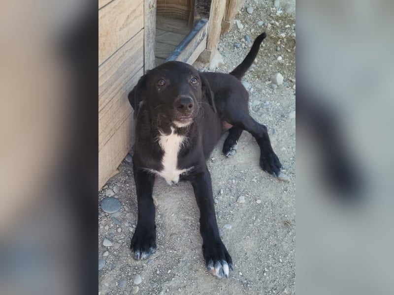 Herziges Welpenmädl Ava ❤️ so lieb, neugierig & verspielt!