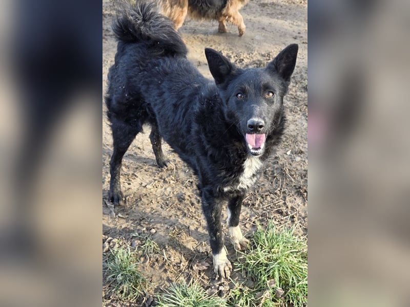 Betty ❤️ kuschlige, verspielte junge Hundedame