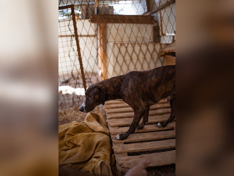 Lieber Baileys ❤️ hübscher, sensibler Bub!