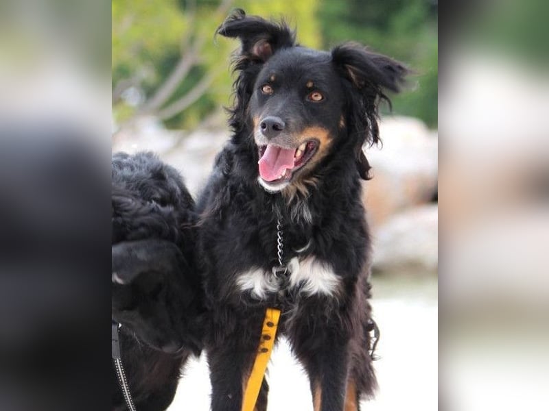 Dina ❤️ sanfte und so liebe Hündin!