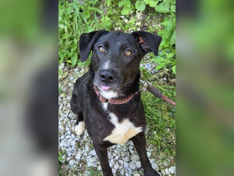 Amber ❤️ sanfte + verträgliche Seele!