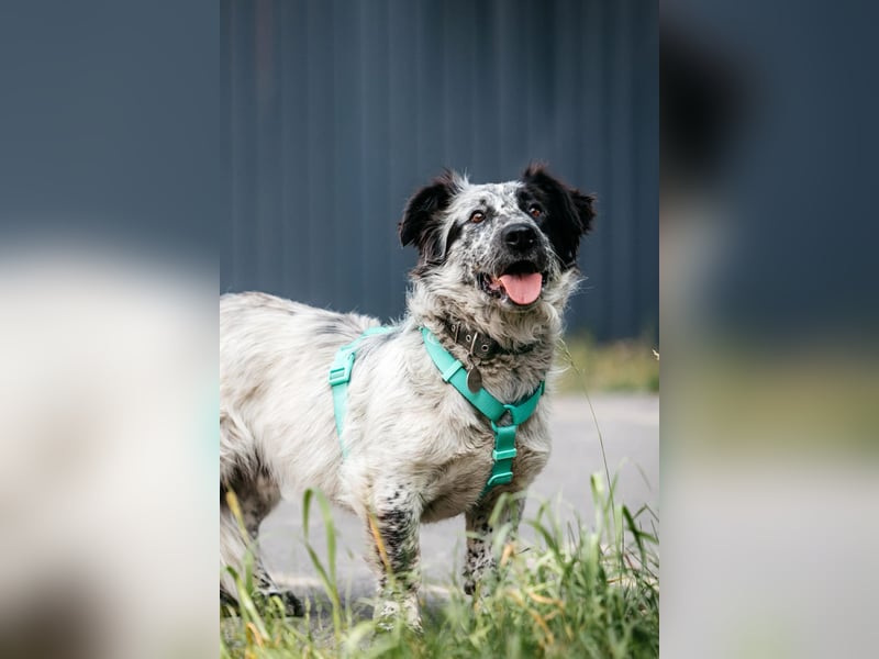 Besonderer Fendi sucht seine Familie