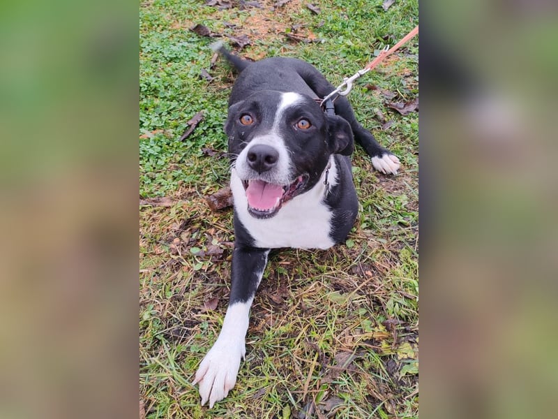 Betty ❤️ verschmuste & anhängliche Hundedame