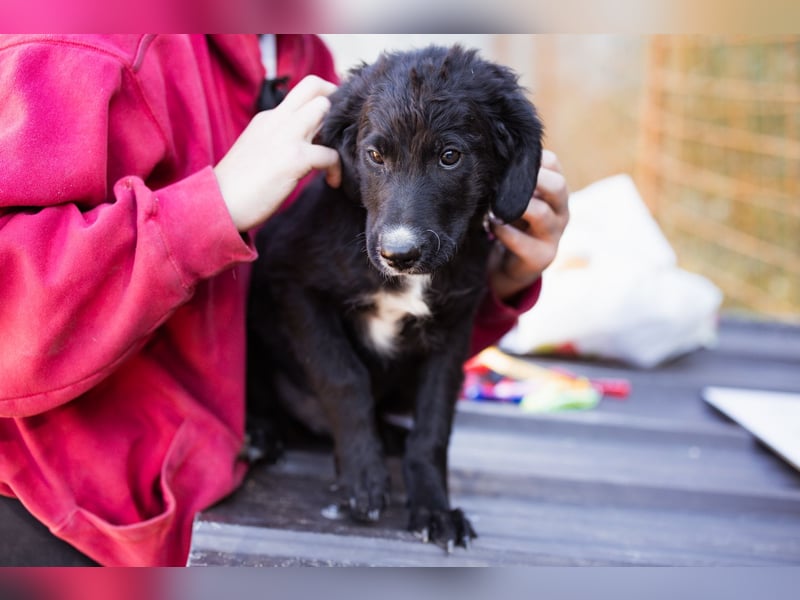 Rudi ❤️ verspielter, lieber Welpenbub! Rudi ❤️ verspielter, lieber Welpenbub!
