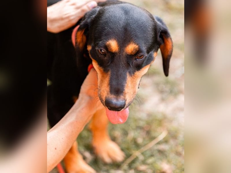 Lieber, aufgeschlossener Bliss ❤️ sucht sein neues Zuhause
