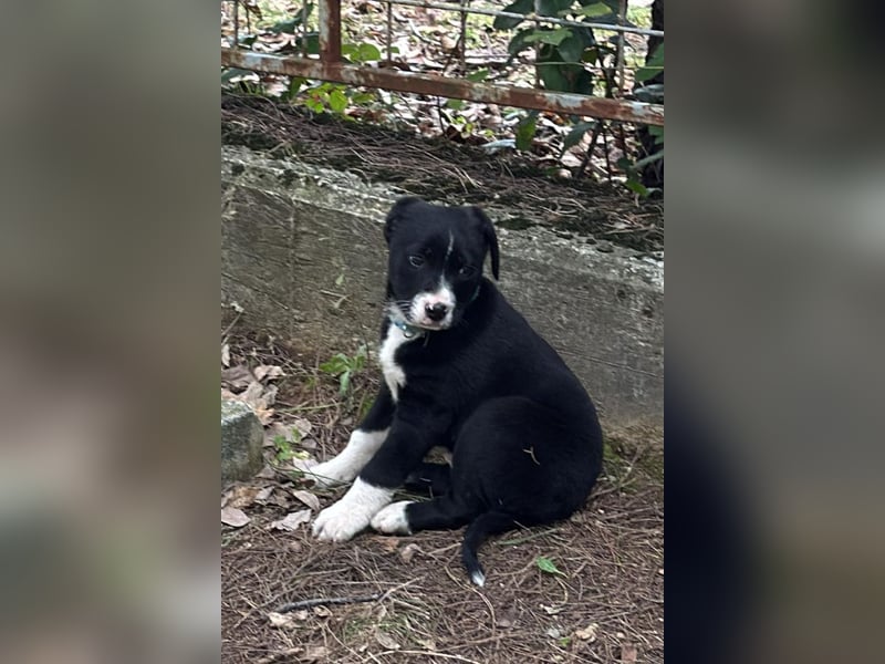 LENNI❤️kleiner Entdecker sucht sein großes Glück!