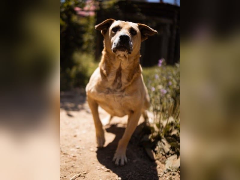 OldBoy Gringo - sanft, aufgeschlossen, kinder- und katzenlieb