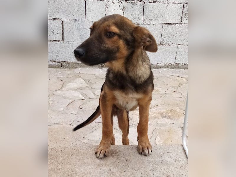 Bebo ❤️ liebevoller, freundlicher und katzenverträgl. Rüde