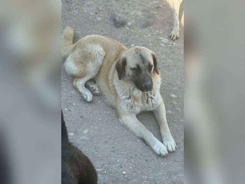 Sofia ♥️ liebe und aktive HSH-Mix-Junghündin