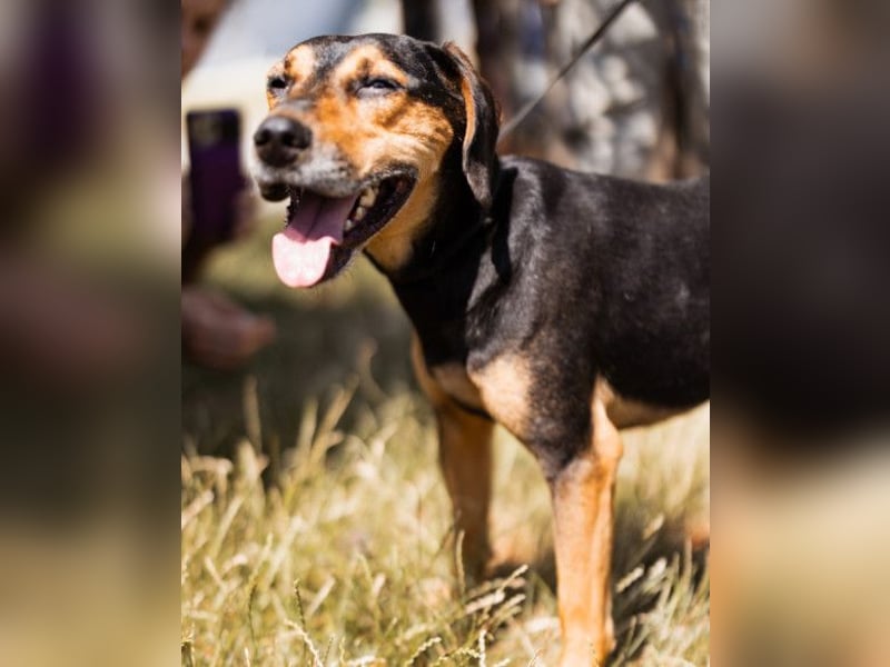 Jasco ❤️ neugierig, lebhaft & verspielt