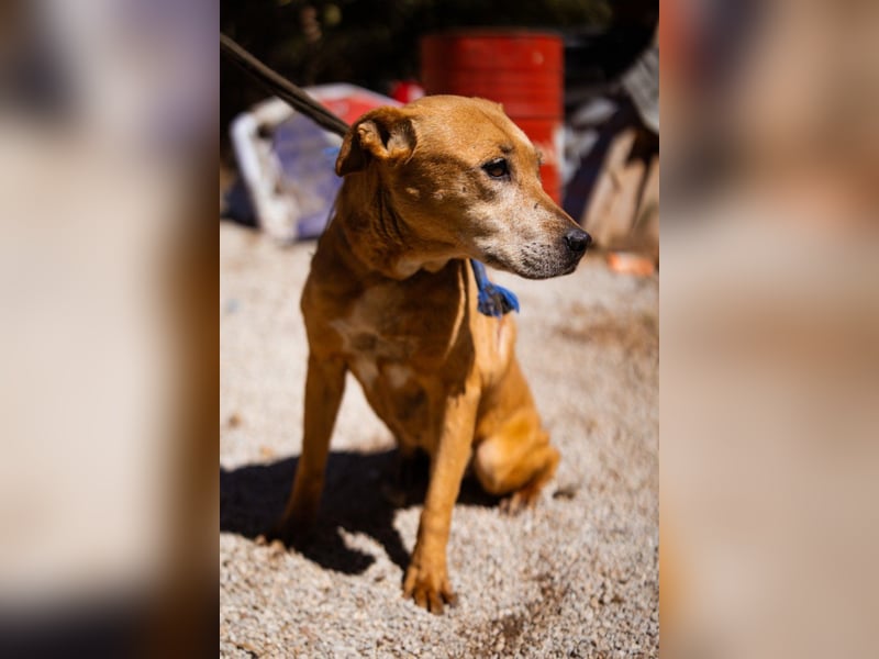 OldGirl ♥ Bally ♥ wünscht sich Herzenswärme & Treue zu erfahren ♥