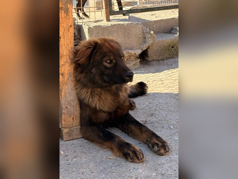 Bub ♥Bertie♥ lieber, fröhlicher Jungrüde