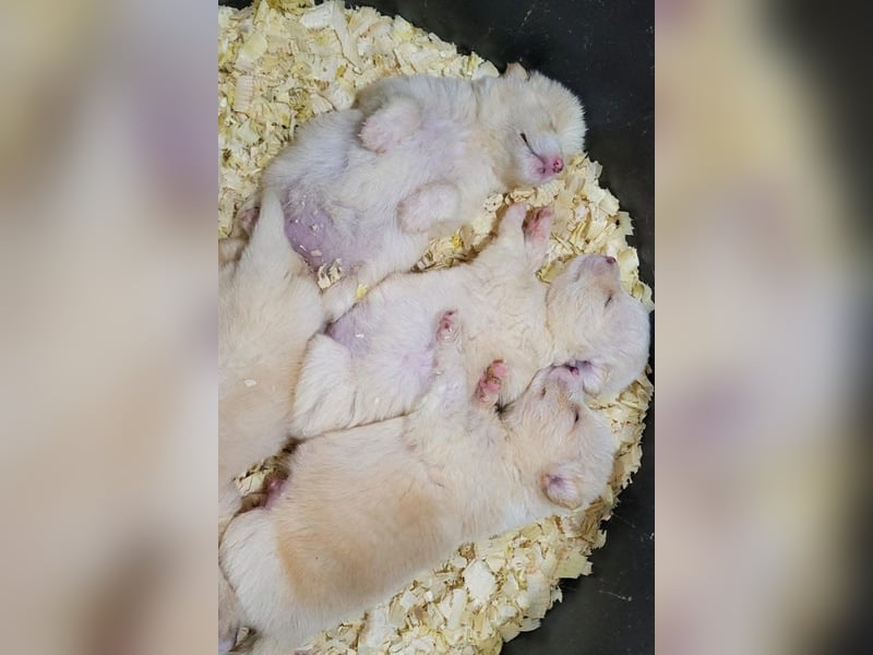 Welpin ♥Tina♥ hofft nun darauf ihre lieben & treuen Menschen zu finden