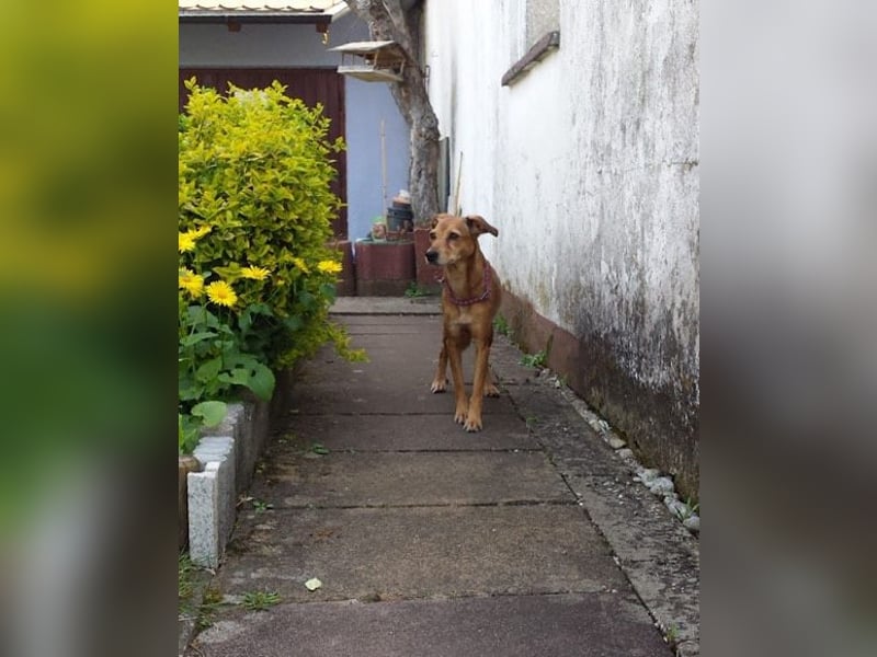 Notfellchen-Mathilda ❤ wartet in 90427 Nürnberg