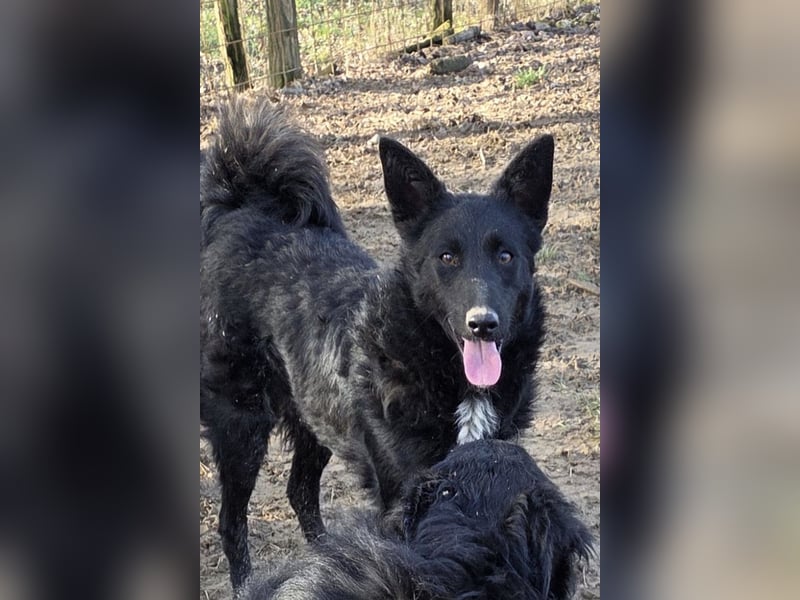 Betty ❤️ kuschlige, verspielte junge Hundedame