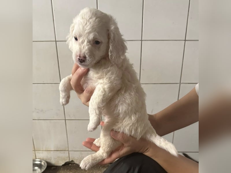 Welpenmädel CURLY wünscht sich ein liebevolles Daheim