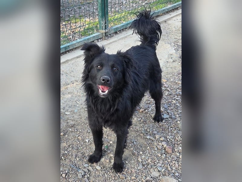 Filou ❤️ verspielter, so lieber Jungrüde