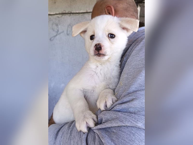 Welpin ♥Tara♥ sucht Schutz & Liebe