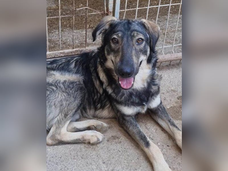 Mili-HSH-Rüde: braucht Liebe & Vertrauen