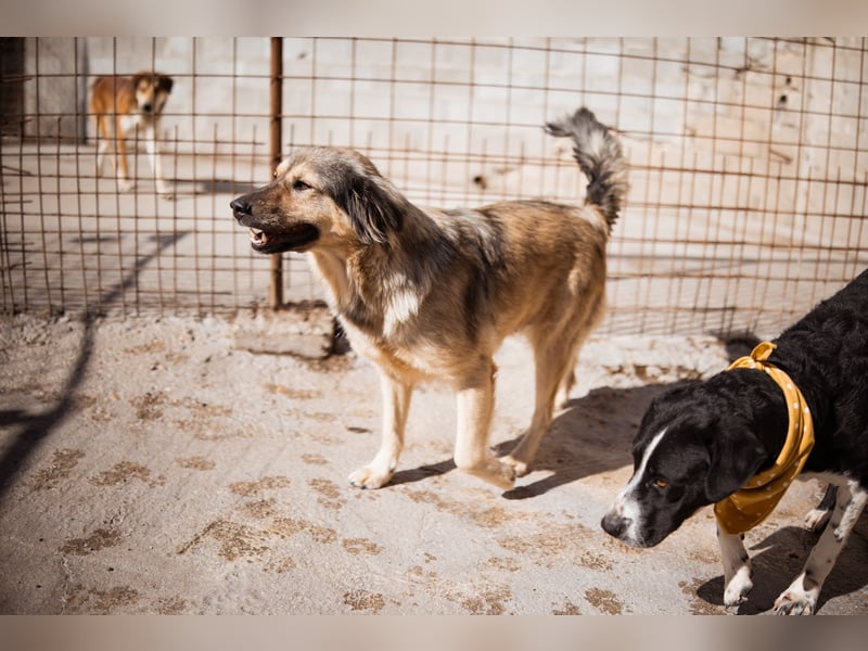 Sanfte Sophy ♥️ Fellfreundin fürs Leben