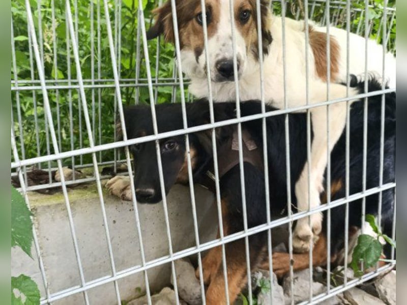 Kleine schüchterne Vaiana sucht Liebe, Vertrauen und Treue