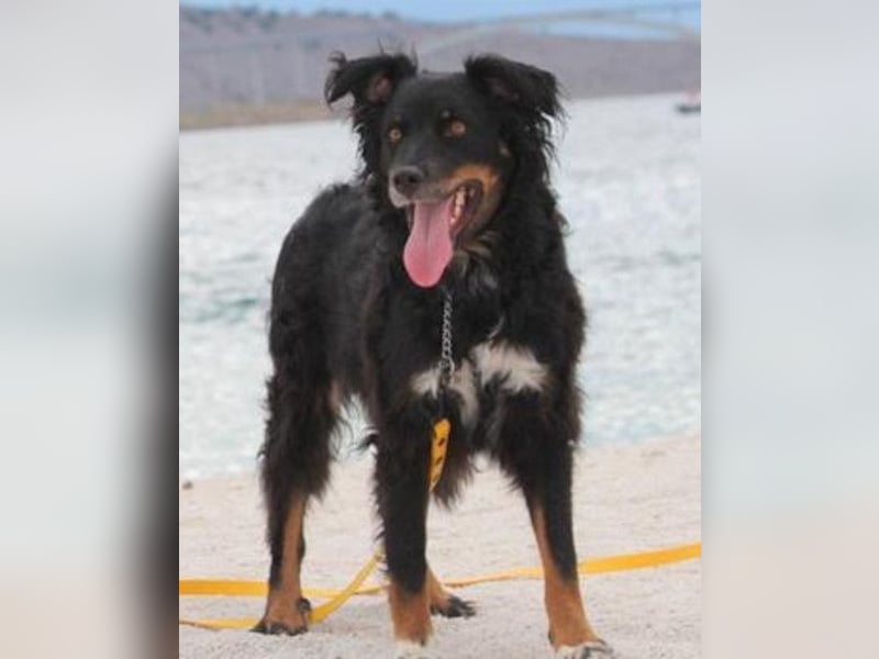 Dina ❤️ sanfte und so liebe Hündin!