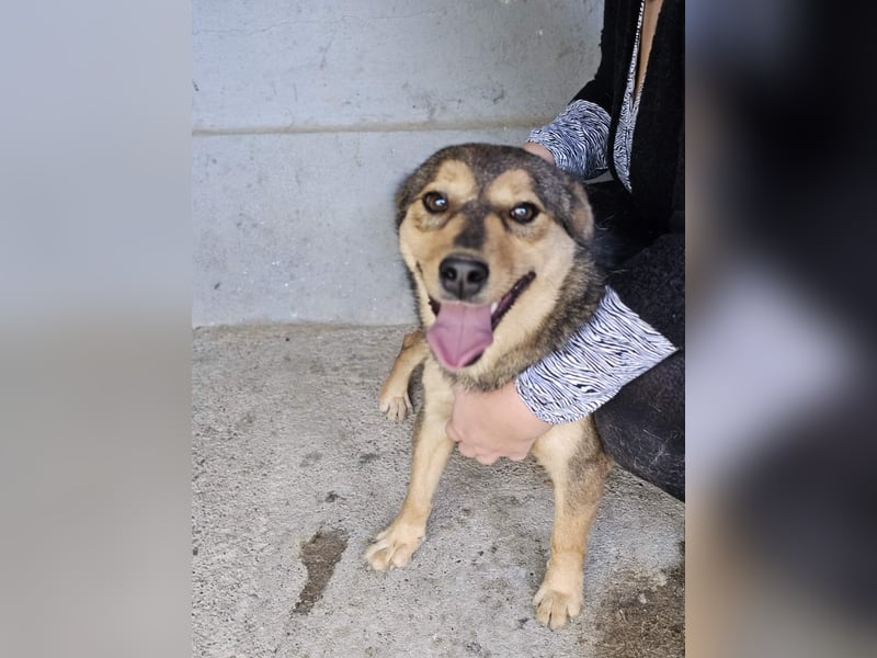 freundliche, liebevolle Mix-Hundedame Lizzy