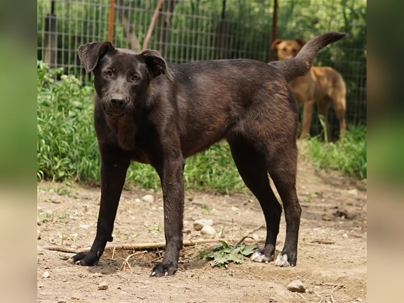 Romira, geb. ca. 06/2022, lebt in GRIECHENLAND, auf einer privaten Pflegestelle