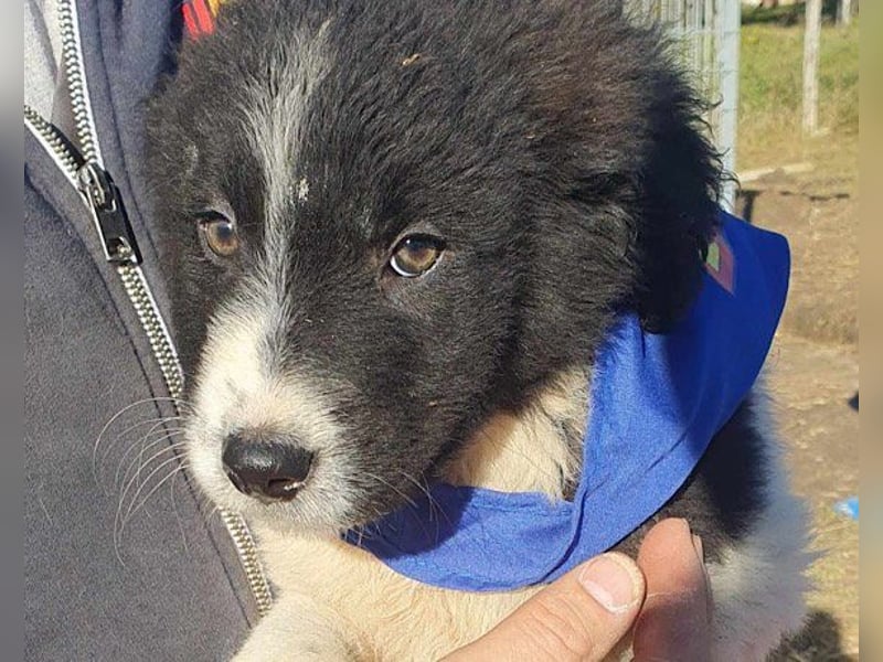 Sammy- jung, noch schüchtern - sucht seine feste Bindung