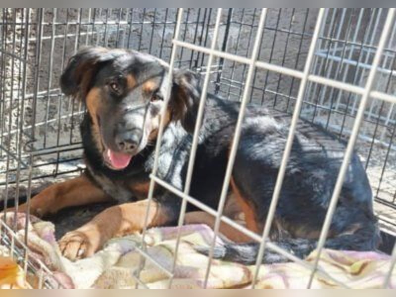 Kleine, schüchterne Vaiana = sucht Liebe und Treue