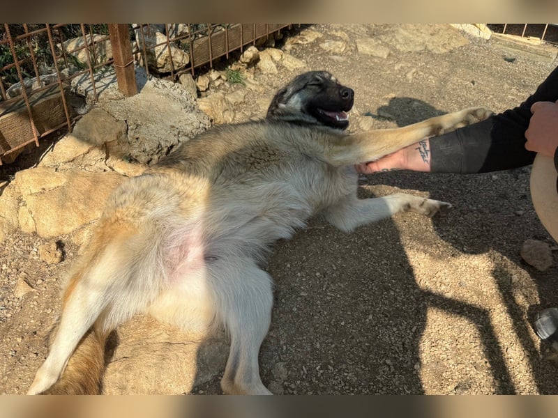 COCO❤️verspielt, sanft und voller Vertrauen: ein Herz für Groß und Klein!