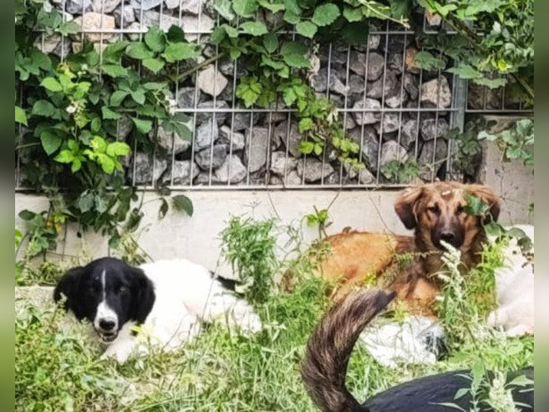 Sammy- jung, noch schüchtern - sucht seine feste Bindung