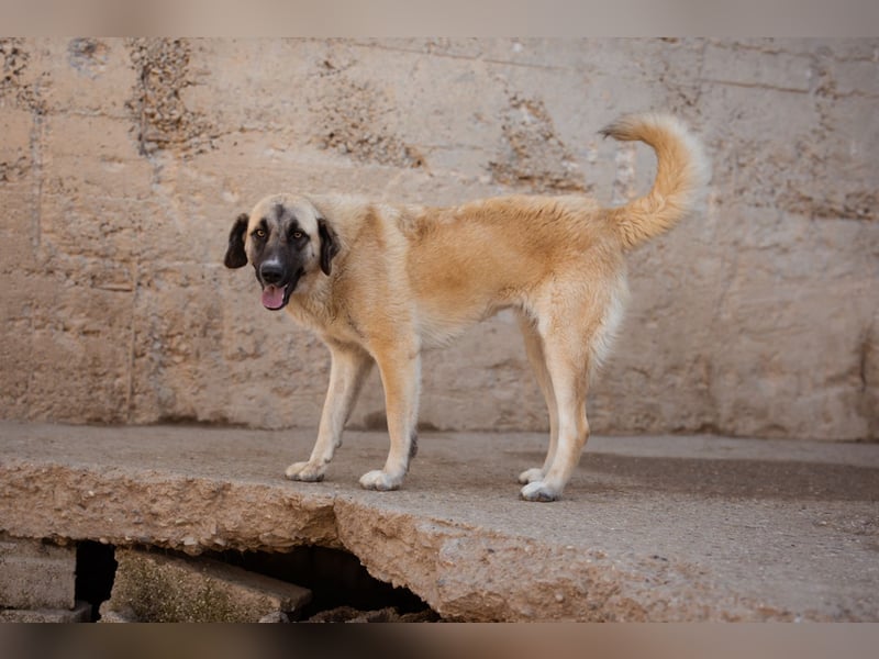 Sofia ♥️ liebe und aktive HSH-Mix-Junghündin