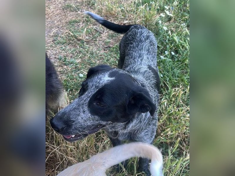 Berta, Hundemädchen sucht liebevolle Hände