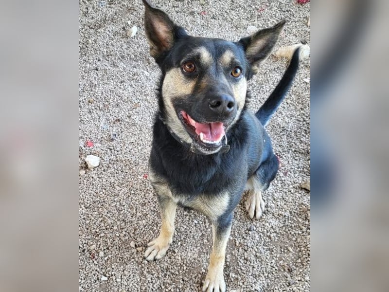 Otto ❤️ so freundlich und verträglich!