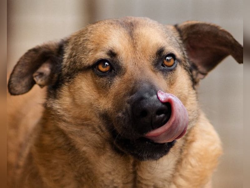 Good-Boy LINO❤️zutraulich, sozial & aufgeschlossen